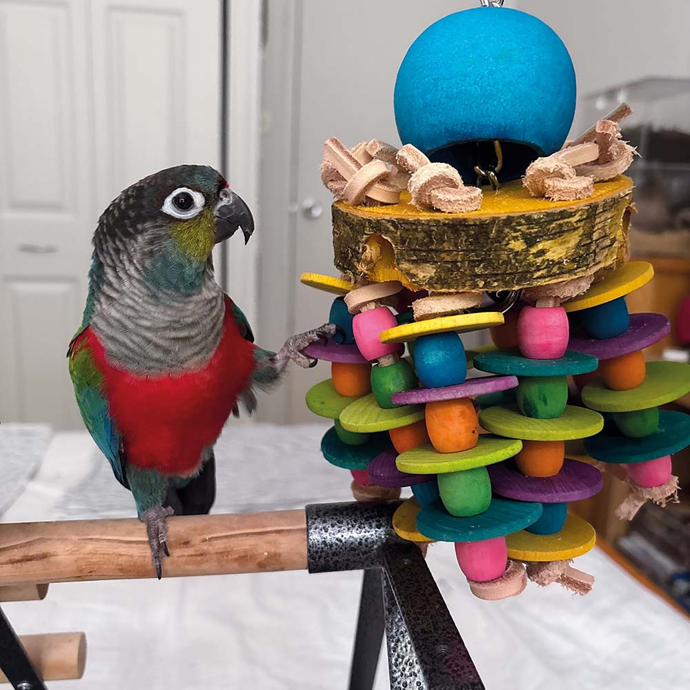 An image of Alien Forager Wood and Leather Parrot Toy