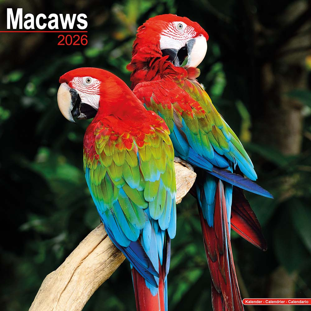 An image of 2026 Macaw Parrot Calendar - Full Colour - 16 Month - Starts September 2025