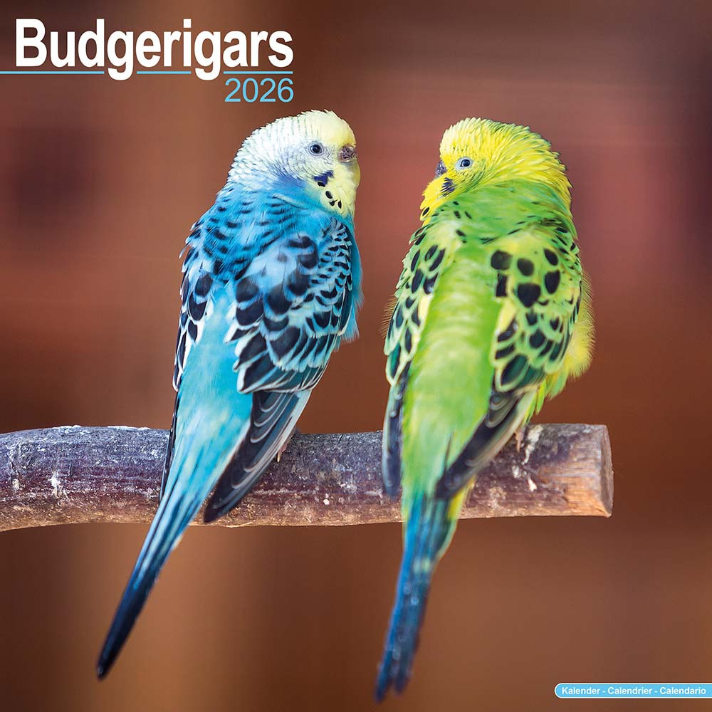 An image of 2026 Budgie Parrot Calendar - Full Colour - 16 Month - Starts September 2025