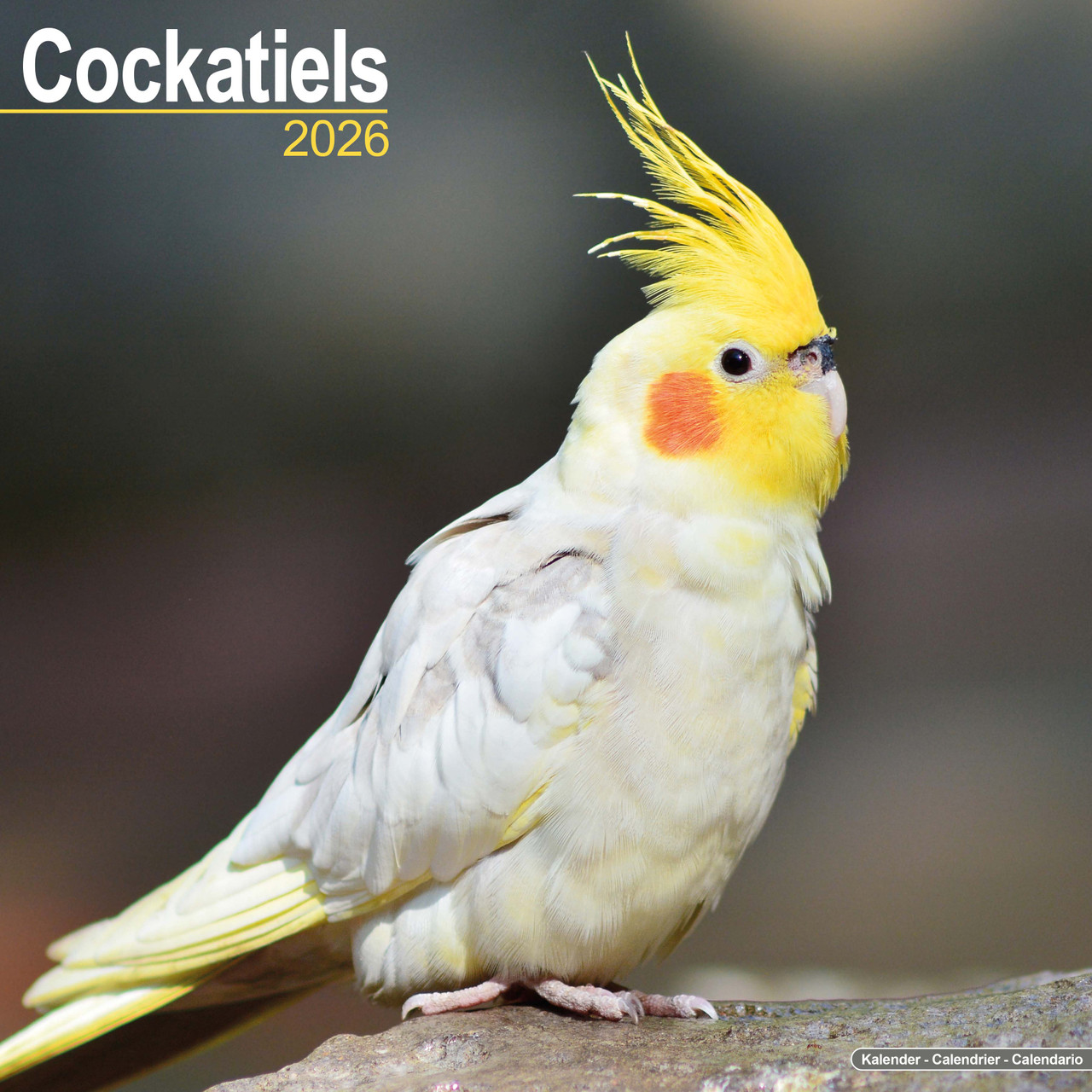An image of 2026 Cockatiel Parrot Calendar - Full Colour - 16 Month - Starts September 2025