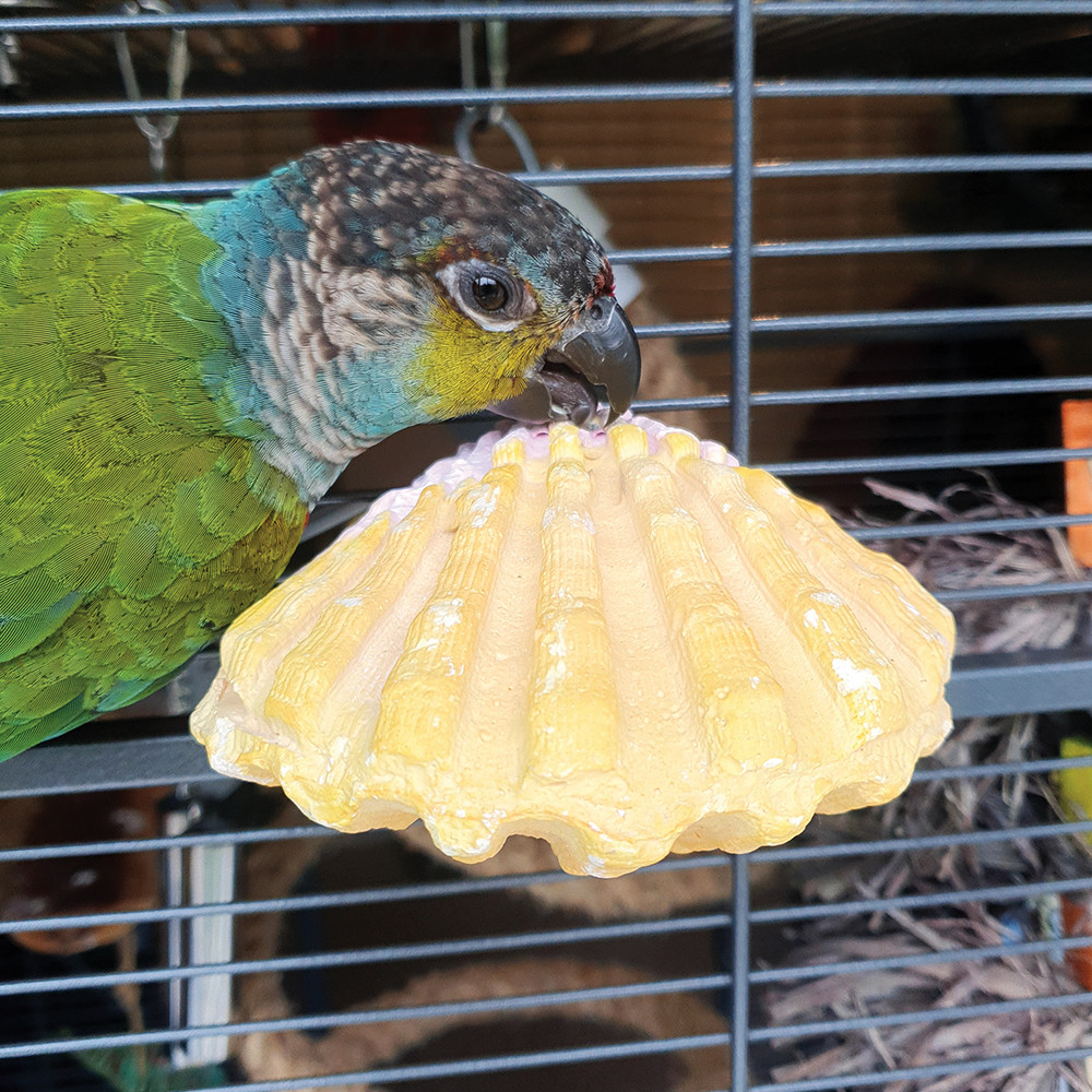 An image of Edible Calcium Clam Parrot Perch - Small