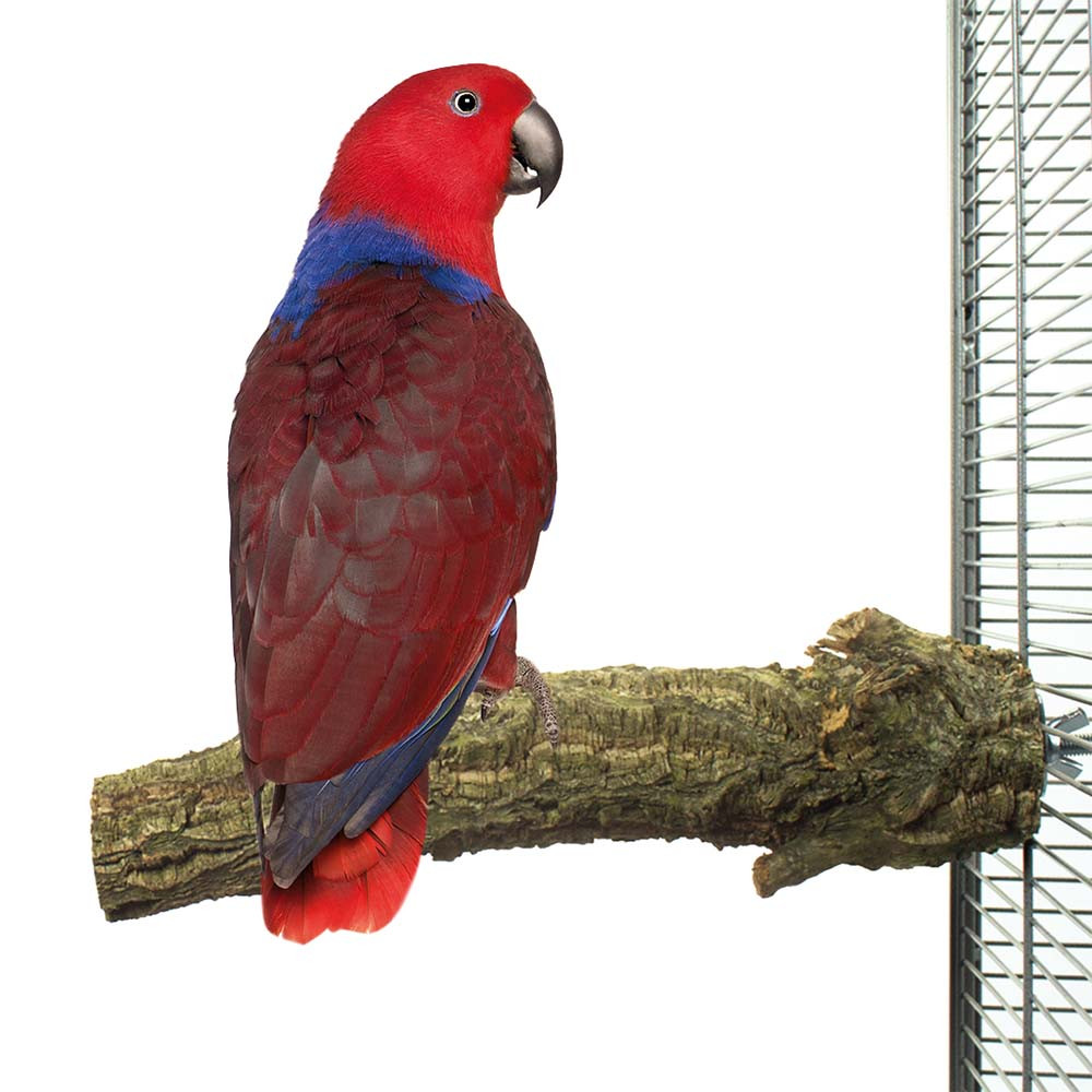 An image of Back To Nature Cork Parrot Perch Large