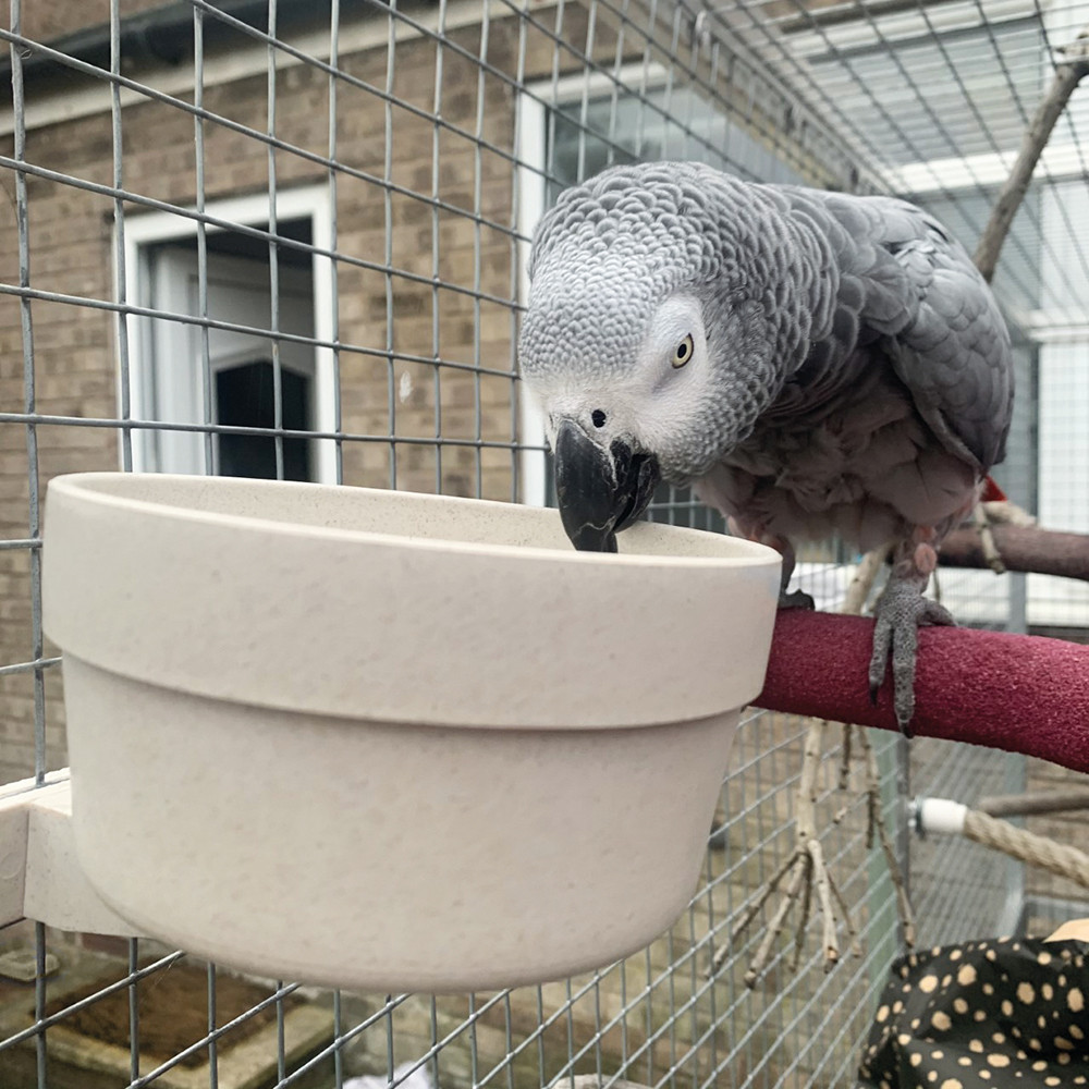 An image of Quick Locking Parrot Food or Water Bowl - Large