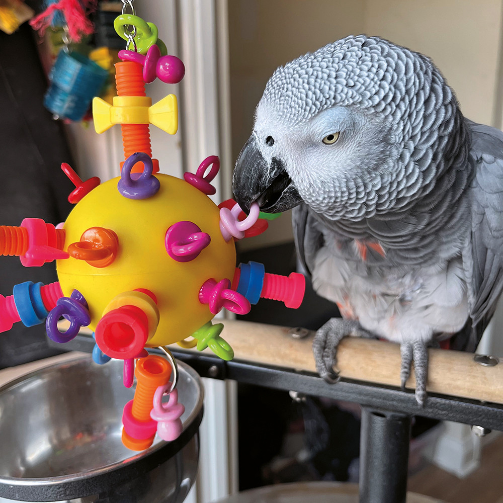 An image of Nuts, Bolts & Binkies Puzzle Parrot Toy - Medium