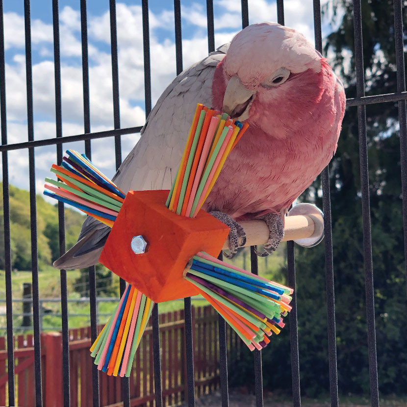 An image of Party Perch Spinning Parrot Toy