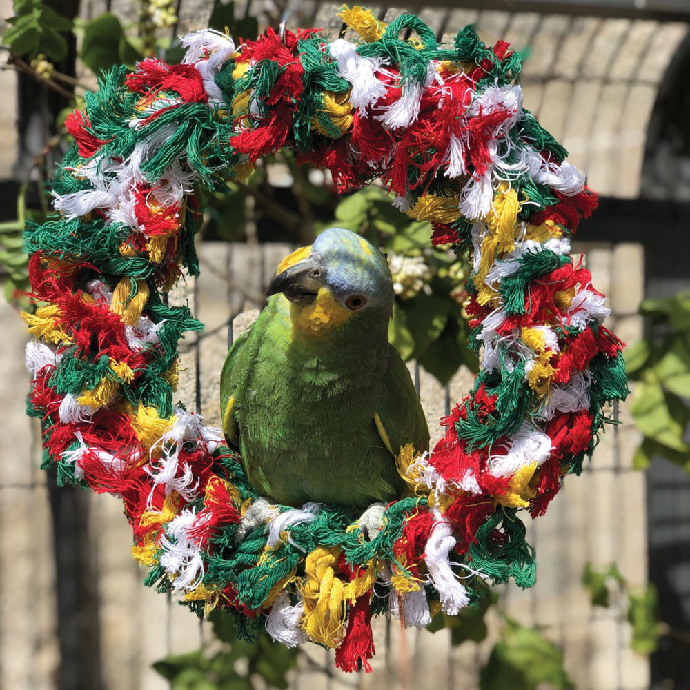 An image of Rainbow Ring Parrot Preening Toy - Large