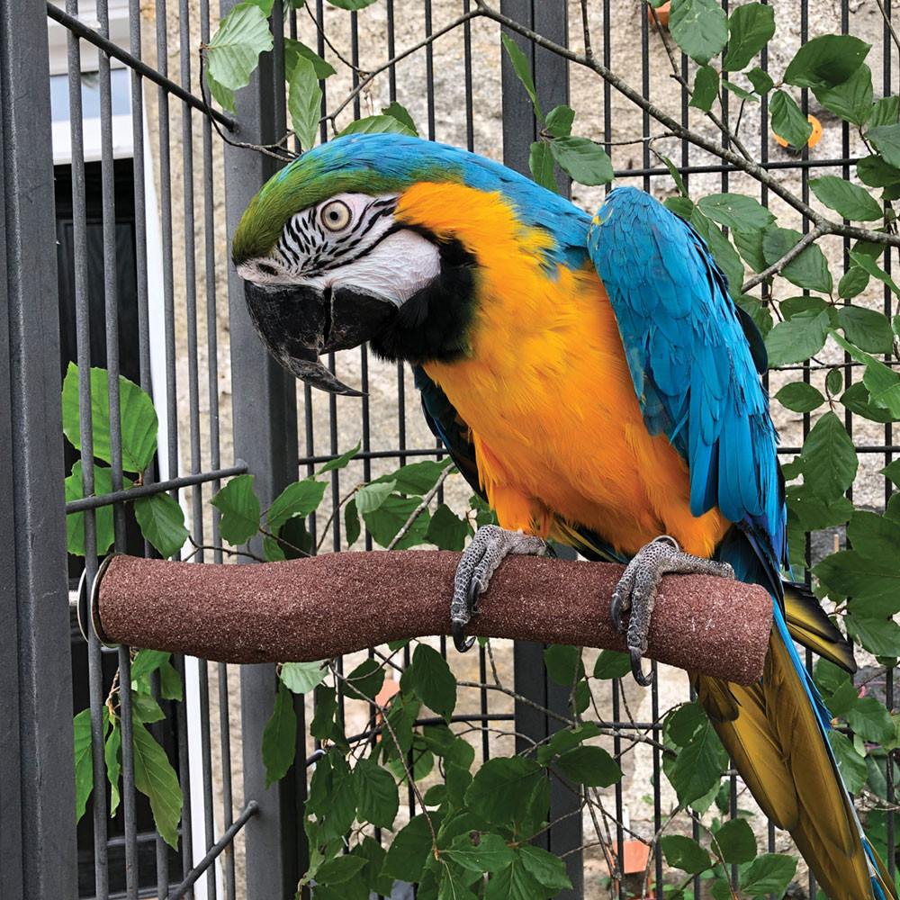 An image of Sanded Nail Trimming Parrot Perch - Jumbo