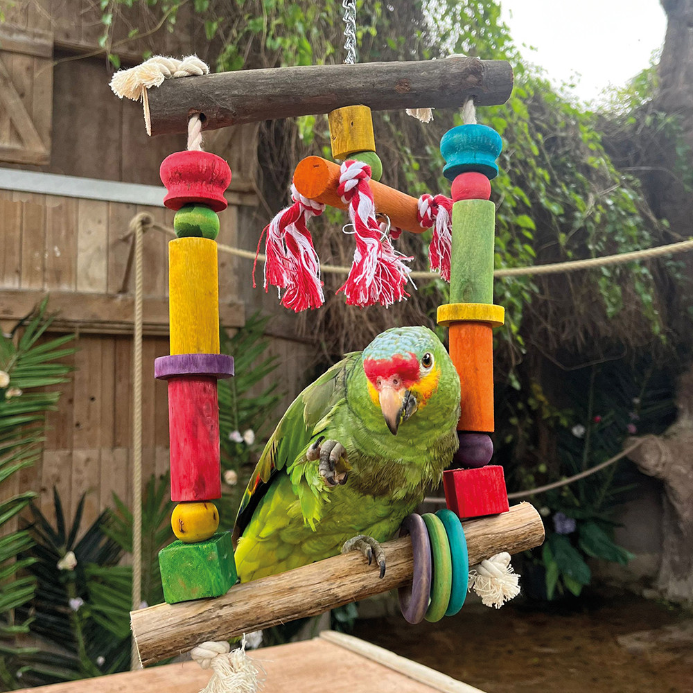 An image of Activity Swing Parrot Toy