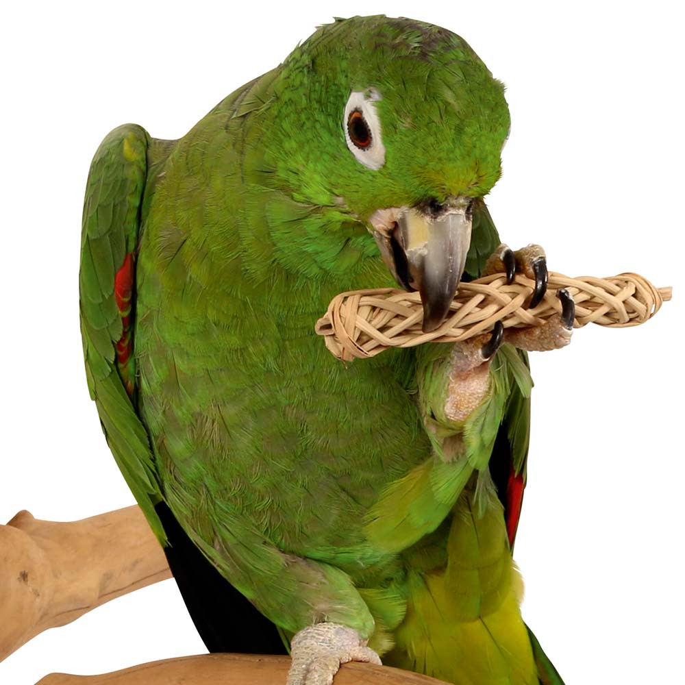 An image of Natural Chews for Parrots - Pack of 6