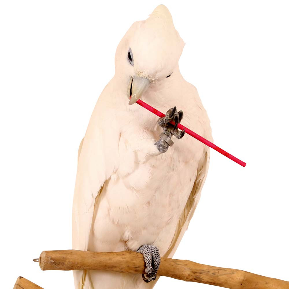 An image of Paper Party Sticks - Parrot Foot Toys - Pack of 25