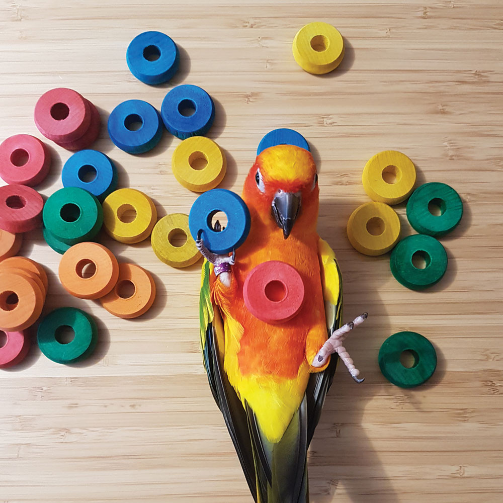 An image of 30 Coloured Wooden Discs Parrot Toy Making Parts