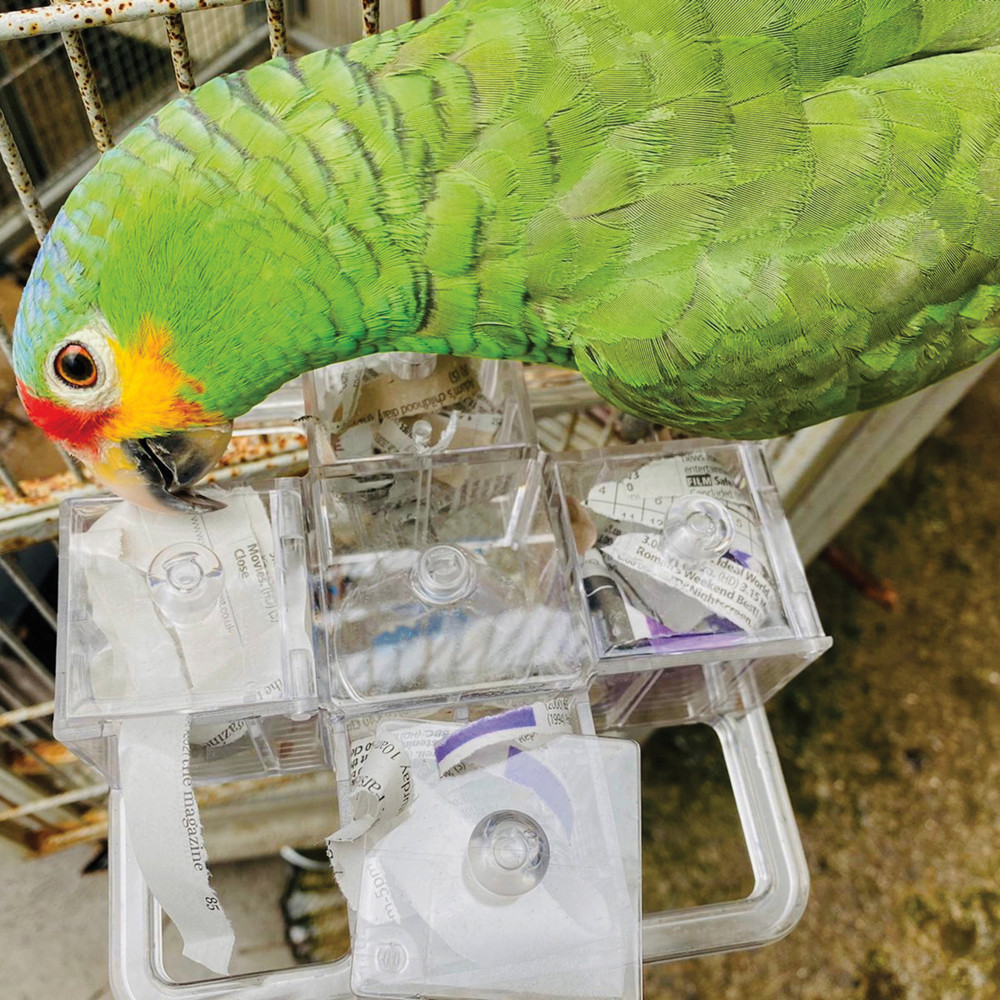 An image of Creative Foraging Carousel - Mentally Stimulating Parrot Toy
