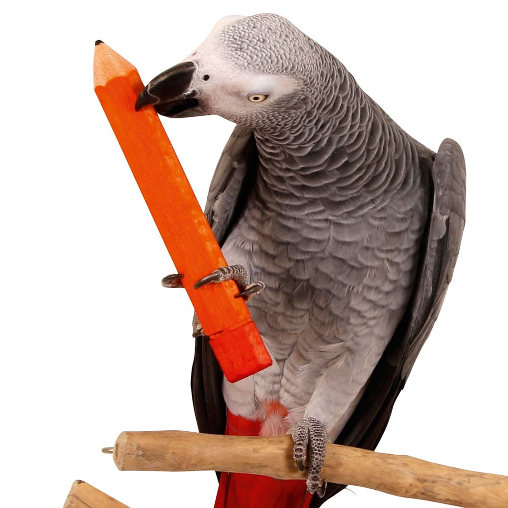 An image of Parrot Pencil Foot Toy - Large