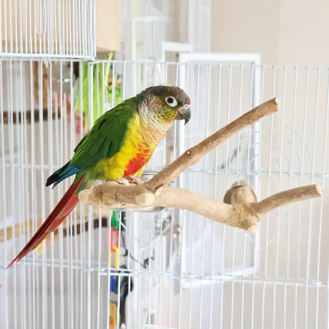 An image of Extra Small Java Multibranch Natural Parrot Perch