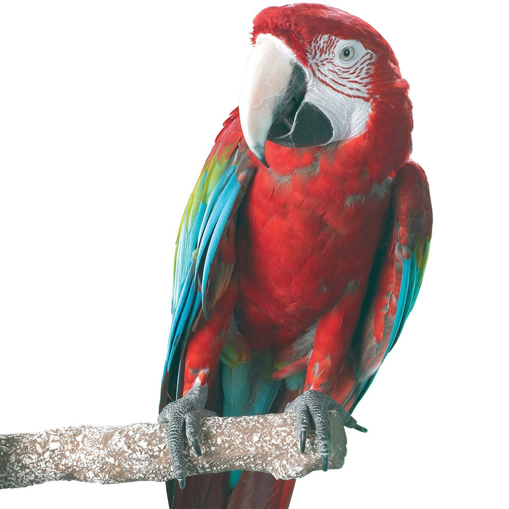 An image of Beach Branch Perch - Large - Edible Parrot Perch