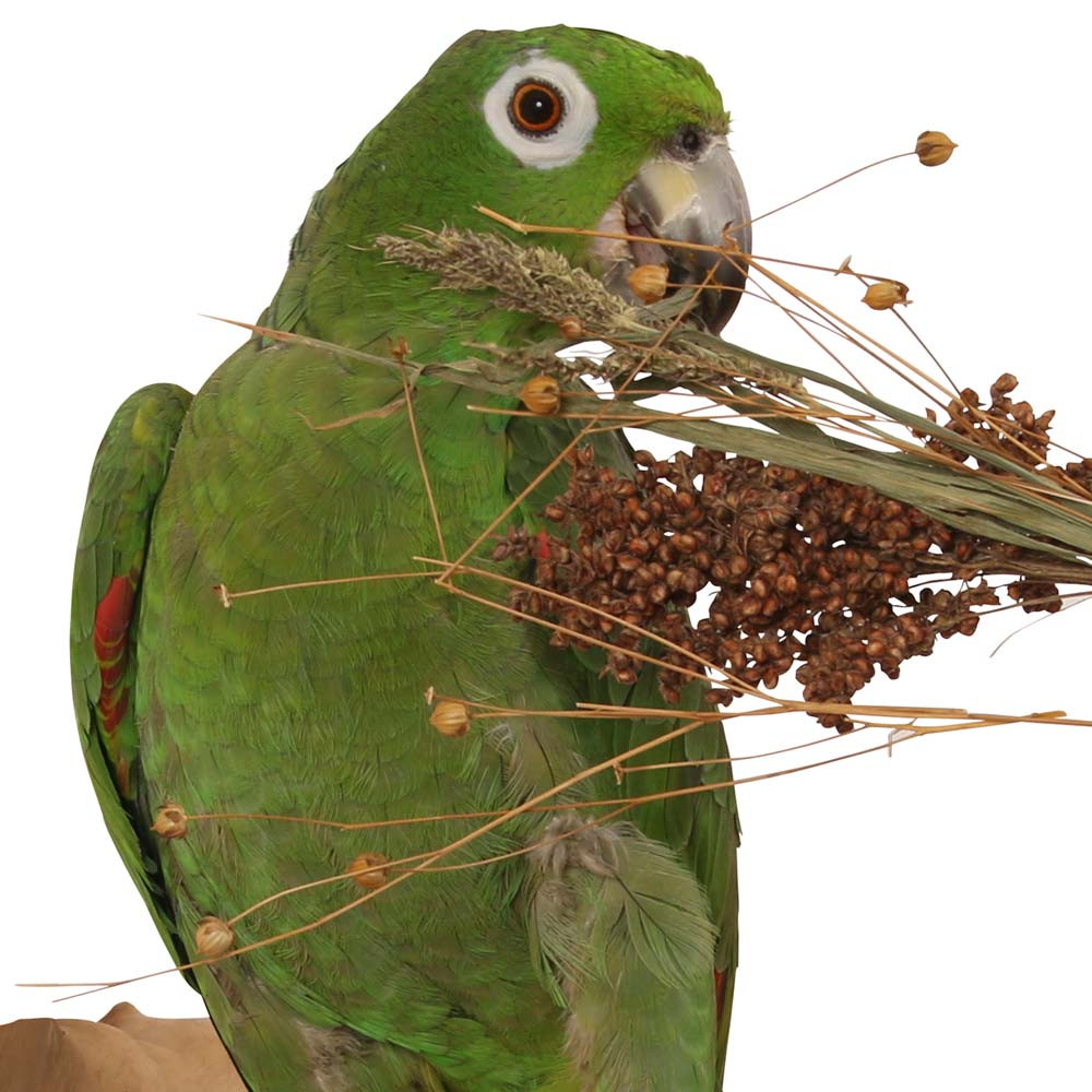 An image of Naturals Pick n Fly - 130g - Treat for Pet Birds