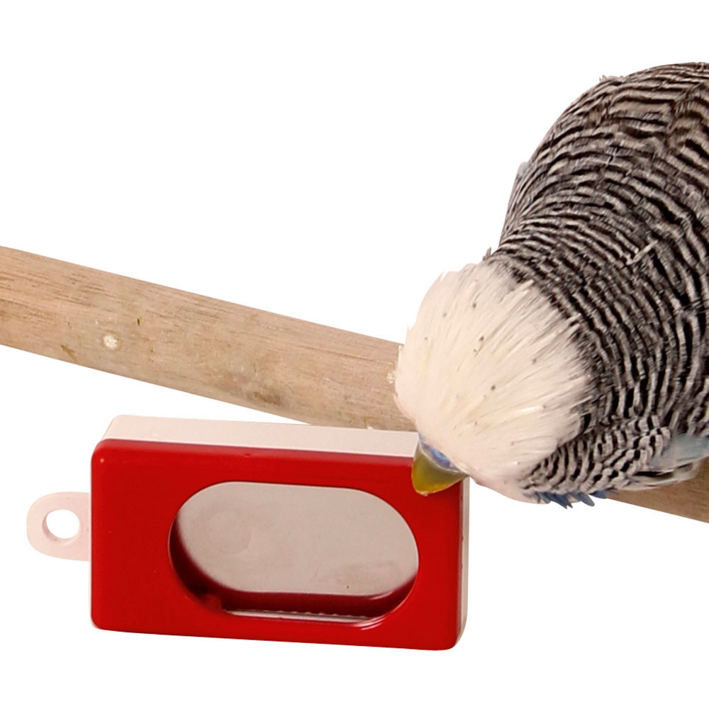 An image of Training Clicker for Parrots