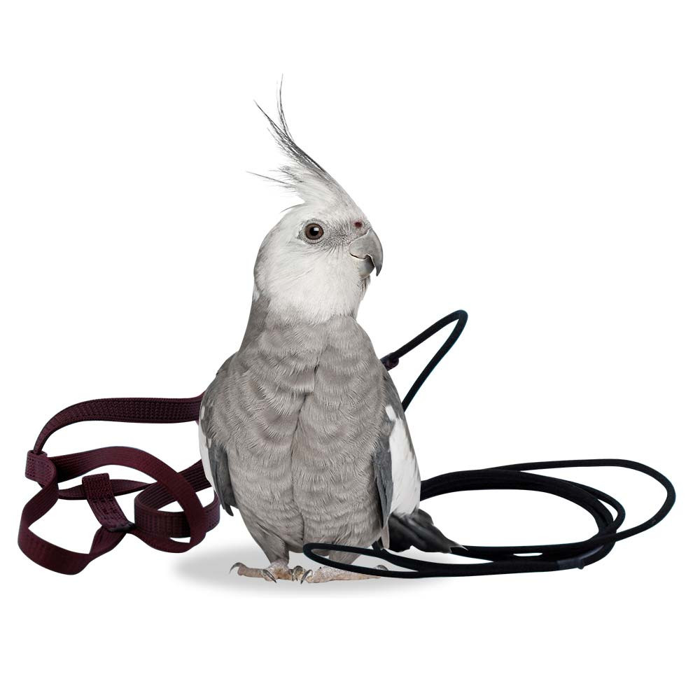 An image of The Aviator Parrot Harness - Petite Red