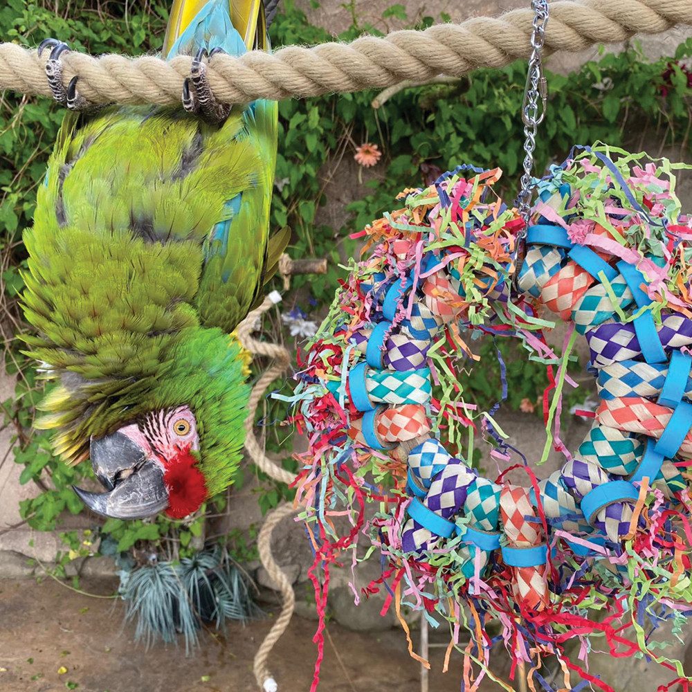 An image of Paper Party Wheel Parrot Toy