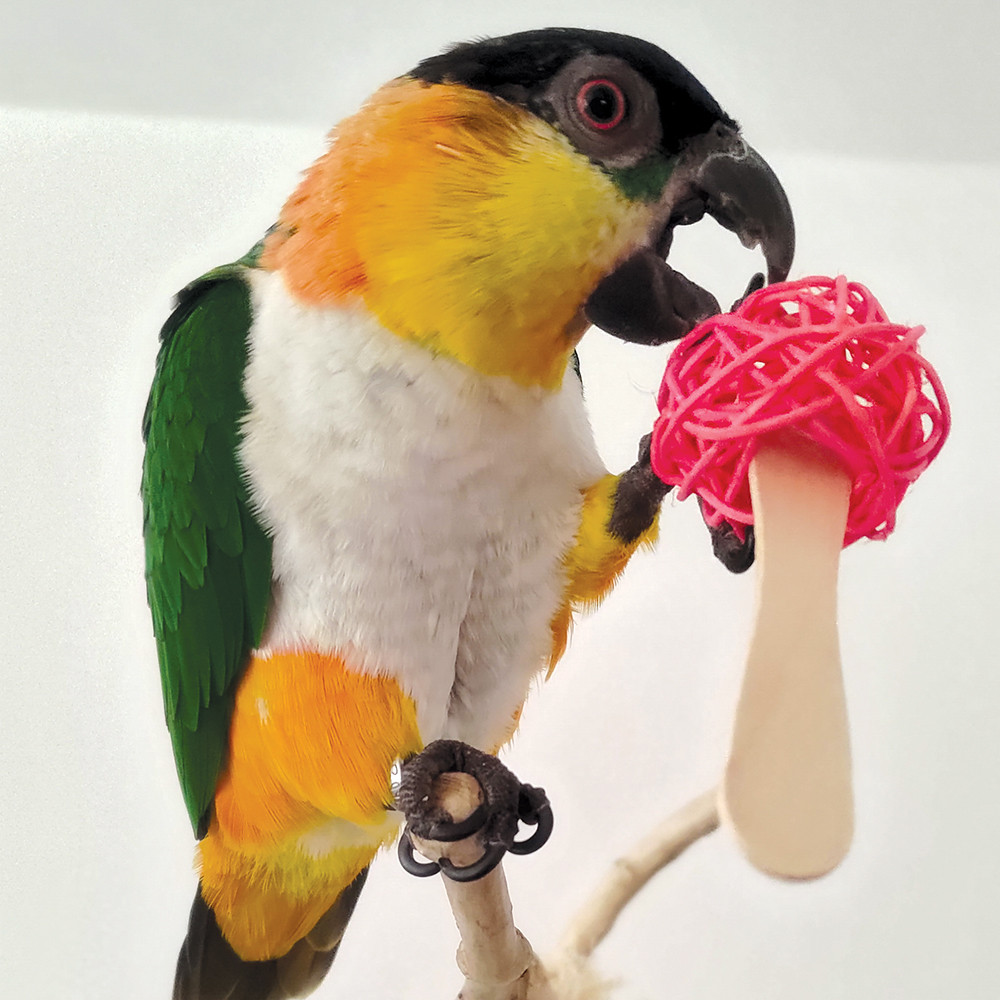 An image of Popsicle Sticks Parrot Foot Toys - Pack of 6