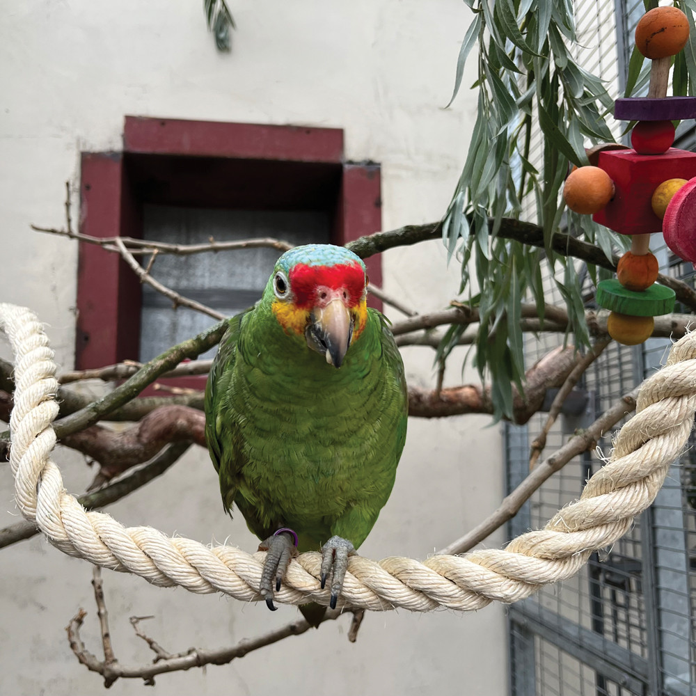 An image of Sisal Rope Zig Zag Parrot Perch - Large