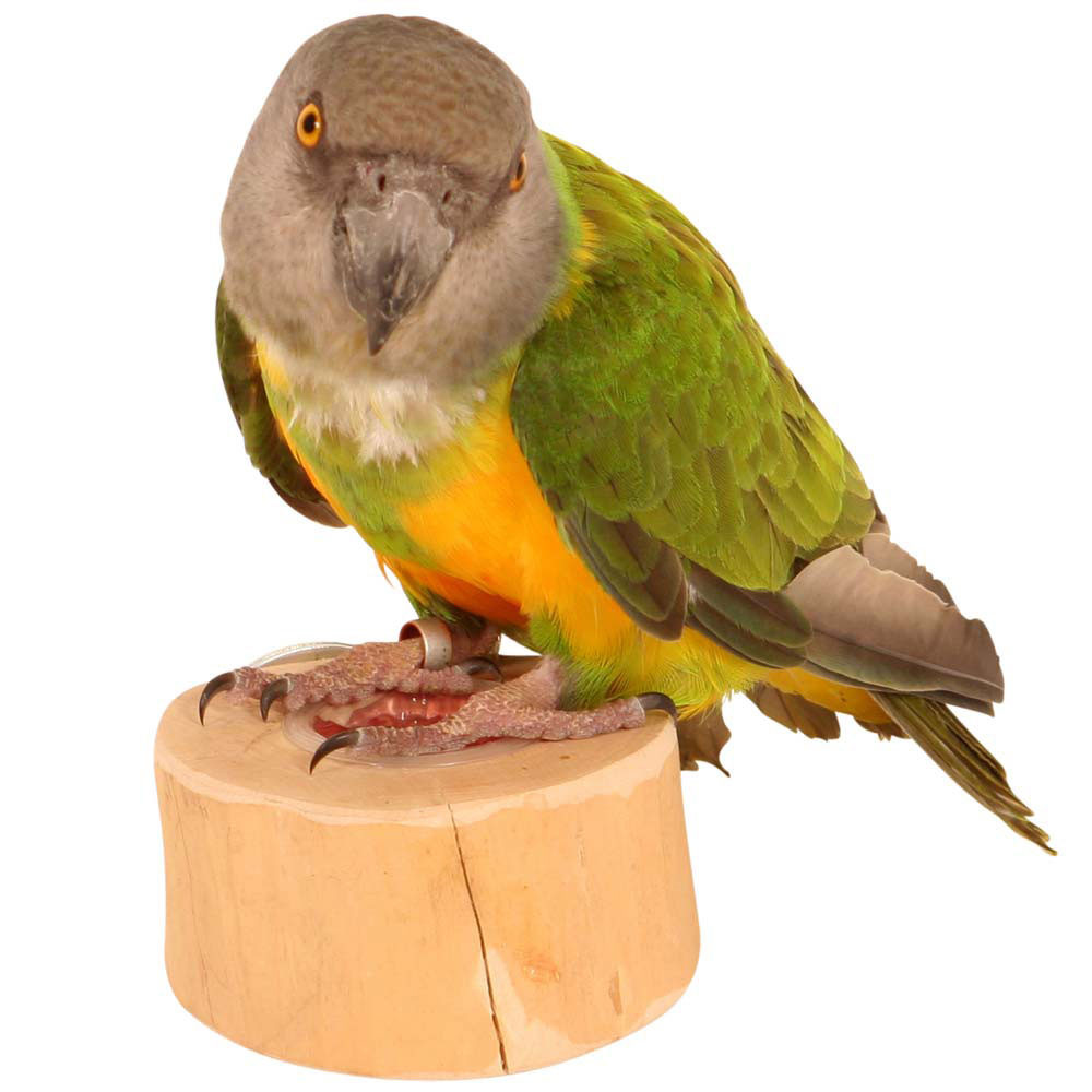 An image of Jelly Cups Parrot Treat Holder
