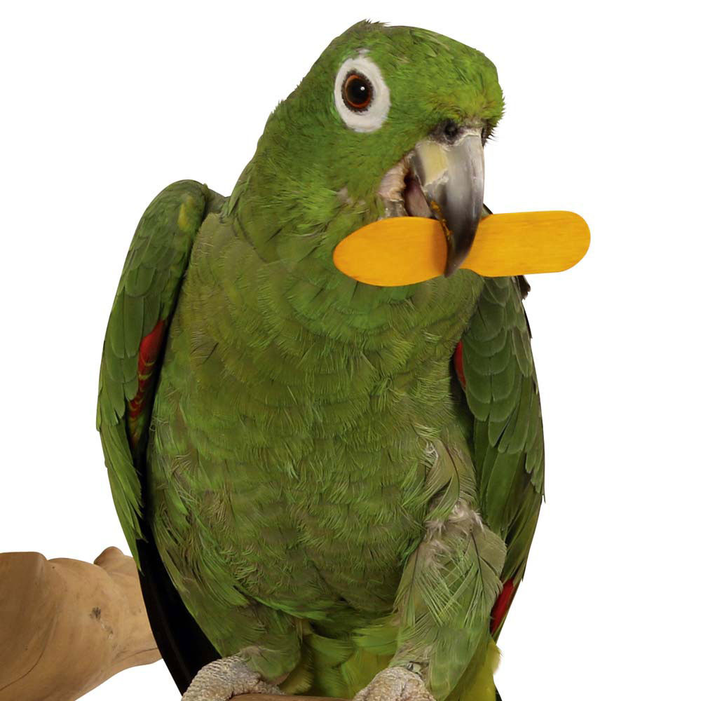 An image of 50 Coloured Ice Cream Sticks Chewable Parrot Foot Toy