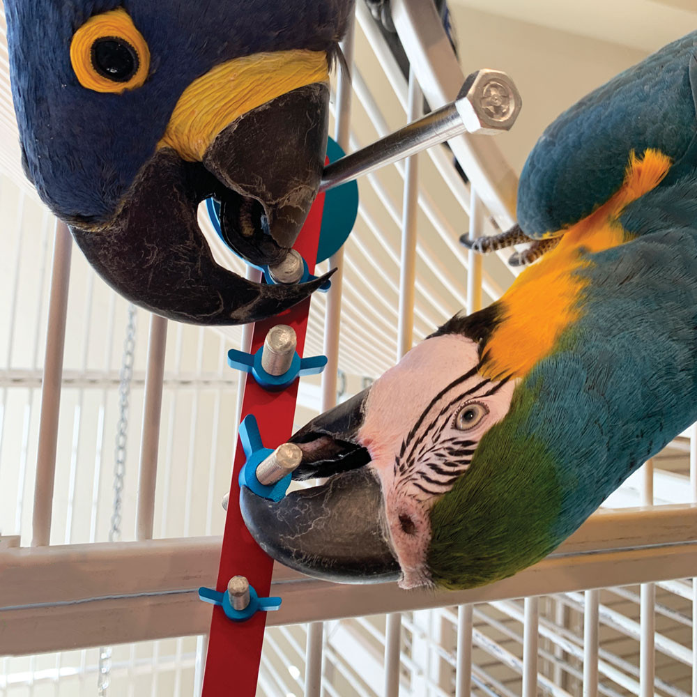 An image of The Busy Playstrip Puzzle Parrot Toy