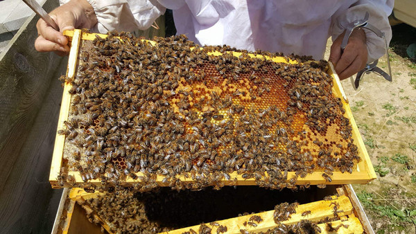 Live Honey Bees