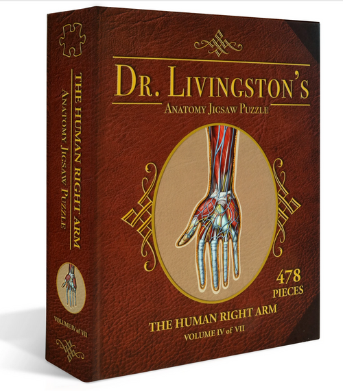 Human Right Arm–Dr Livingston's Anatomy Puzzle 478pc