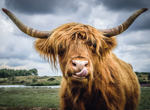 Highland Cattle Puzzle Moment image, depicting a Highland licking its face
