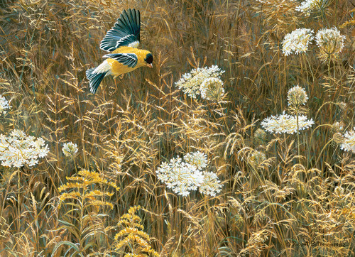 Queen Anne's Lace and American Goldfinch puzzle image