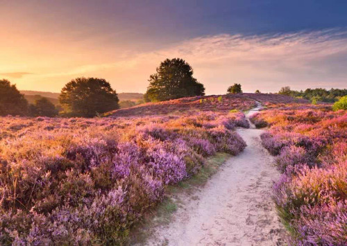 Puzzle image, depicting a path through a field of heather at sunset