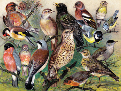 Puzzle image, art depicting a collage of birds