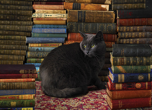Library Cat 1000pc image