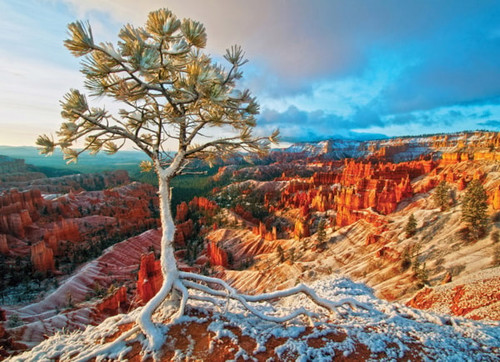 Sunrise with a tree with frost looking over bright orange, red canyons 