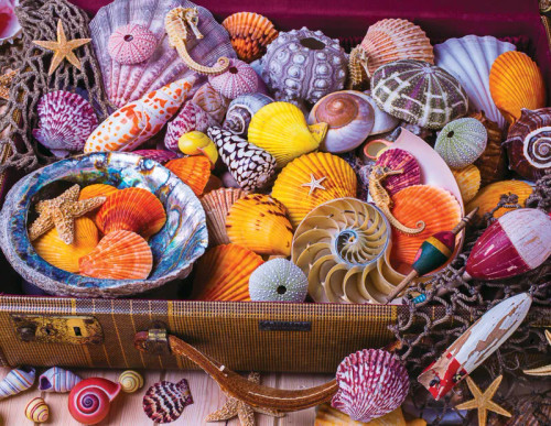 Close up of Vacation Treasures featuring sea shells in a suit case