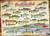 Freshwater Fish of North America labeled on a posted puzzle image