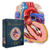 Human Heart Anatomy Jigsaw Puzzle contained a book like box 