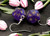 Pair of earrings featuring purple and gold twenty-sided dice