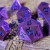 Forged Lore purple metal dice set closeup