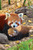 Puzzle image, depicting an adult and baby red panda