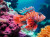 a bright colored red and white striped fish in coral