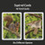 sample cards different squirrel species