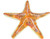 image of sample starfish