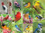 Birds of a Feather 500pc several bird pictures 