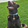 Leash King 1" / 1.25" Double-Sided ESA / Service Dog Tag with 1.3" Solid Quick Clip