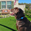 Personalized AirTag Collar Holder for Dogs and Cats