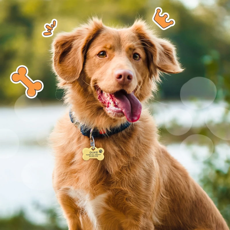Happy dog wearing a gold bone-shaped pet tag engraved with its name and a reward message