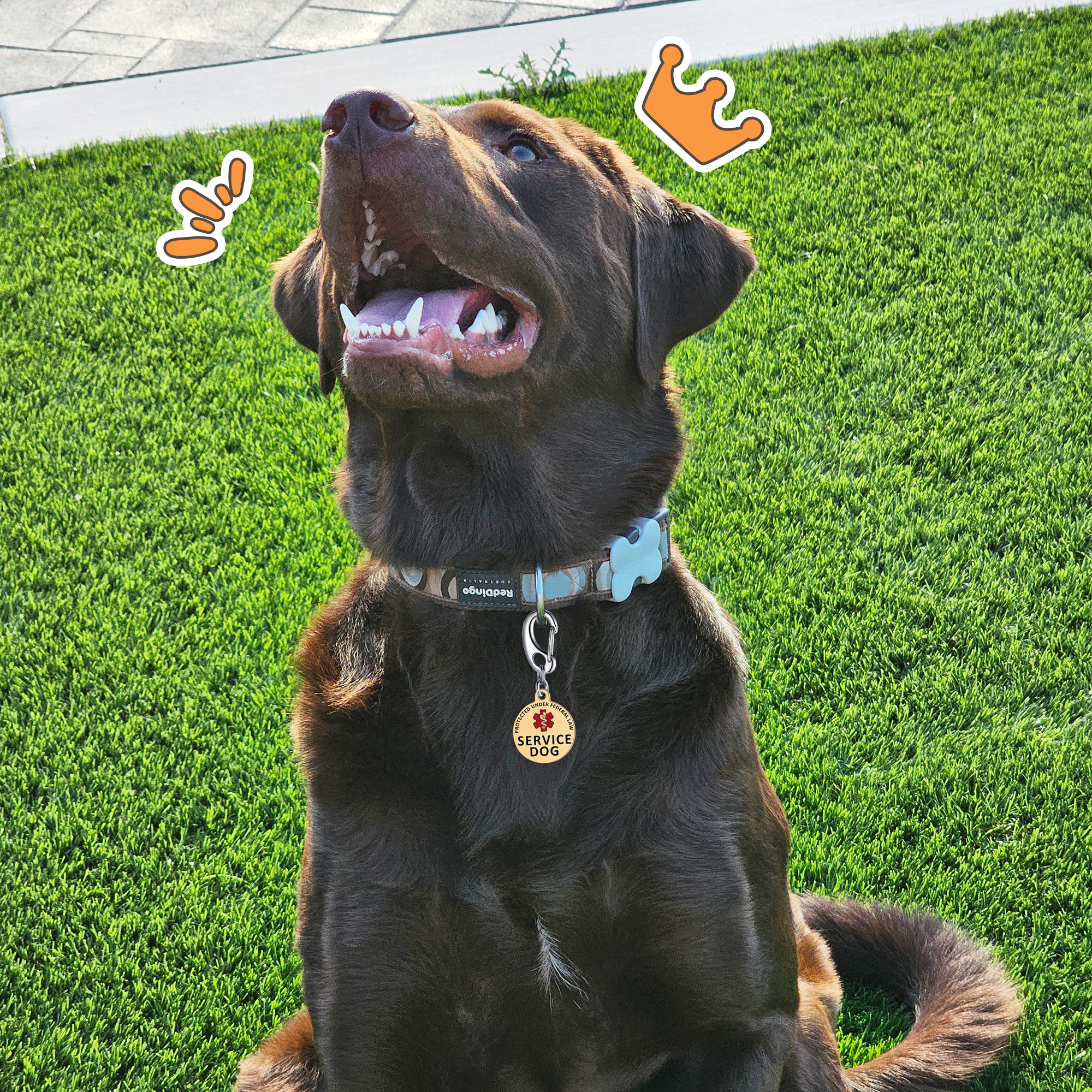 Chocolate Labrador Retriever wearing a patterned collar with a gold circular 'Service Dog' tag featuring a red medical symbol, sitting on vibrant green grass.